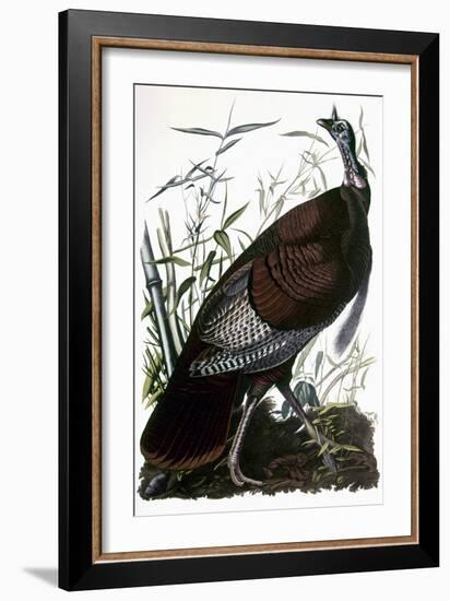 Audubon: Turkey-John James Audubon-Framed Giclee Print