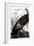Audubon: Turkey-John James Audubon-Framed Giclee Print