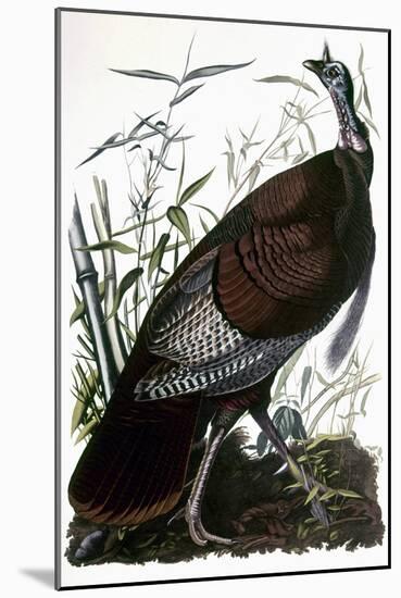 Audubon: Turkey-John James Audubon-Mounted Giclee Print