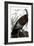 Audubon: Turkey-John James Audubon-Framed Giclee Print