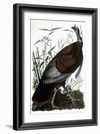 Audubon: Turkey-John James Audubon-Framed Giclee Print