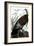 Audubon: Turkey-John James Audubon-Framed Giclee Print