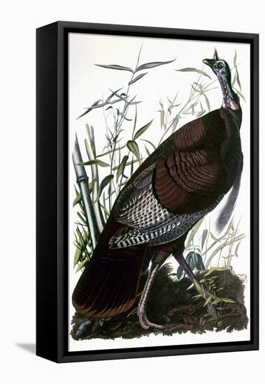 Audubon: Turkey-John James Audubon-Framed Premier Image Canvas