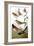 Audubon: Various Birds-John James Audubon-Framed Giclee Print