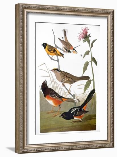 Audubon: Various Birds-John James Audubon-Framed Giclee Print