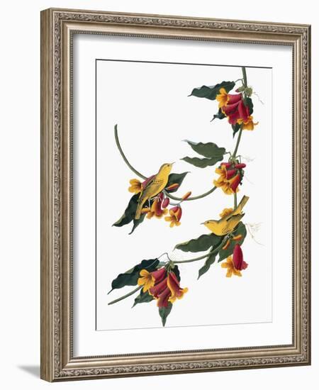 Audubon: Vireo, 1827-38-John James Audubon-Framed Giclee Print