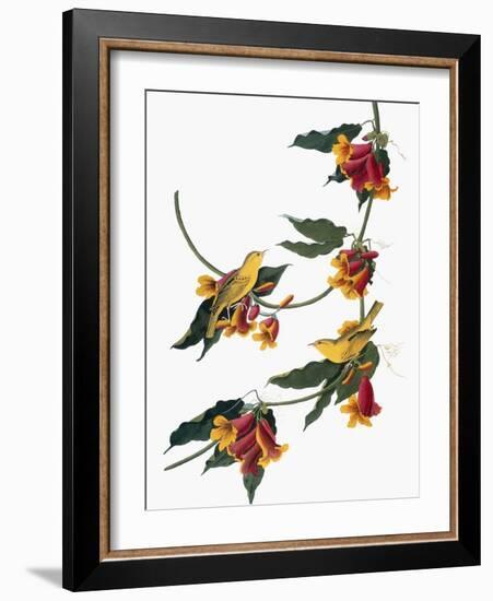 Audubon: Vireo, 1827-38-John James Audubon-Framed Giclee Print