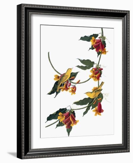 Audubon: Vireo, 1827-38-John James Audubon-Framed Giclee Print