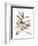 Audubon: Vireo-John James Audubon-Framed Premium Giclee Print