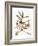 Audubon: Vireo-John James Audubon-Framed Giclee Print