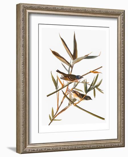 Audubon: Vireo-John James Audubon-Framed Giclee Print