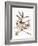 Audubon: Vireo-John James Audubon-Framed Giclee Print