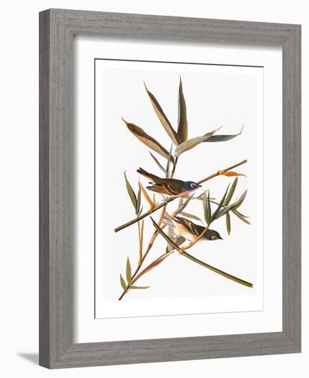 Audubon: Vireo-John James Audubon-Framed Giclee Print