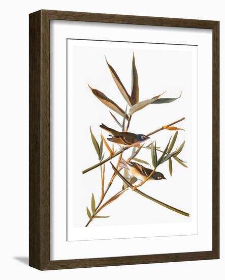 Audubon: Vireo-John James Audubon-Framed Giclee Print