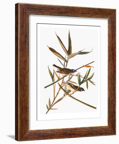 Audubon: Vireo-John James Audubon-Framed Giclee Print