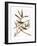 Audubon: Vireo-John James Audubon-Framed Giclee Print