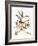 Audubon: Vireo-John James Audubon-Framed Giclee Print