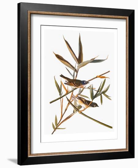 Audubon: Vireo-John James Audubon-Framed Giclee Print