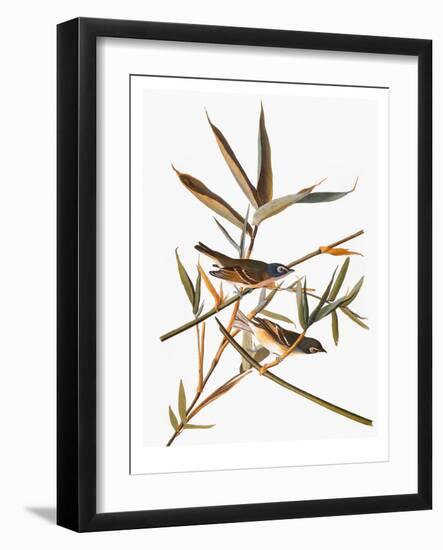 Audubon: Vireo-John James Audubon-Framed Giclee Print