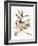 Audubon: Vireo-John James Audubon-Framed Giclee Print