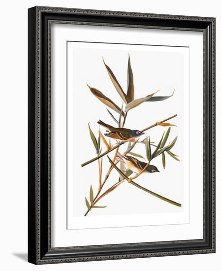 Audubon: Vireo-John James Audubon-Framed Giclee Print