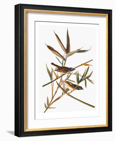 Audubon: Vireo-John James Audubon-Framed Giclee Print