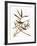 Audubon: Vireo-John James Audubon-Framed Giclee Print