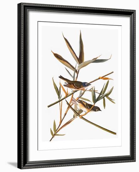 Audubon: Vireo-John James Audubon-Framed Giclee Print