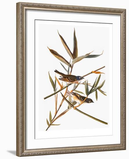 Audubon: Vireo-John James Audubon-Framed Giclee Print