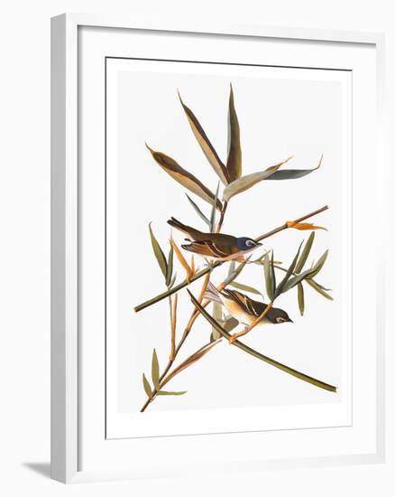 Audubon: Vireo-John James Audubon-Framed Giclee Print