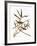 Audubon: Vireo-John James Audubon-Framed Giclee Print