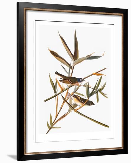 Audubon: Vireo-John James Audubon-Framed Giclee Print