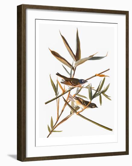 Audubon: Vireo-John James Audubon-Framed Giclee Print