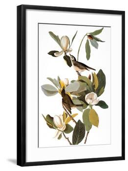 Audubon: Vireo-John James Audubon-Framed Giclee Print