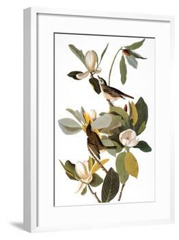 Audubon: Vireo-John James Audubon-Framed Giclee Print