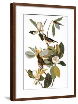 Audubon: Vireo-John James Audubon-Framed Giclee Print