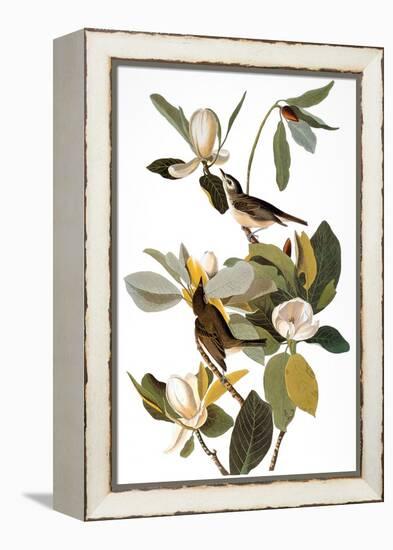 Audubon: Vireo-John James Audubon-Framed Premier Image Canvas