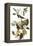 Audubon: Vireo-John James Audubon-Framed Premier Image Canvas