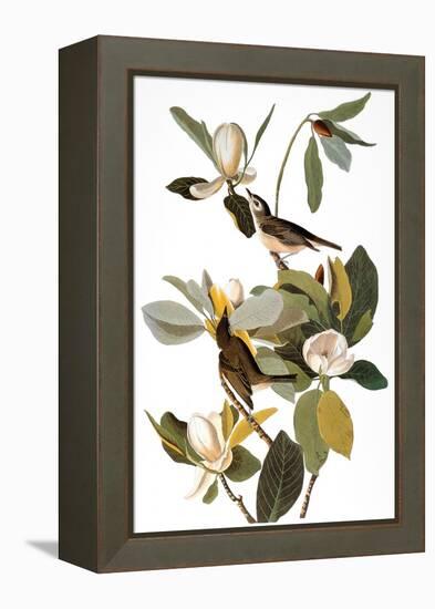 Audubon: Vireo-John James Audubon-Framed Premier Image Canvas