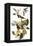 Audubon: Vireo-John James Audubon-Framed Premier Image Canvas