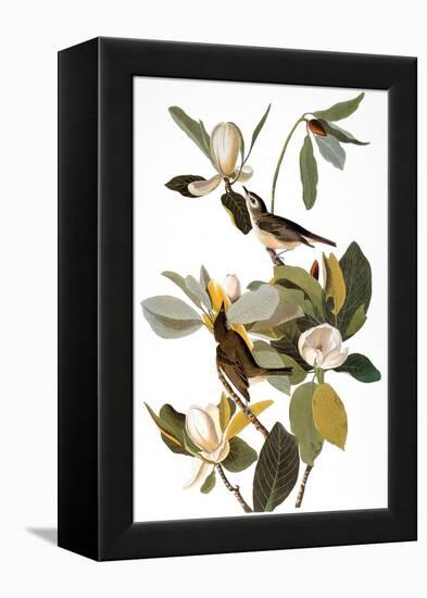 Audubon: Vireo-John James Audubon-Framed Premier Image Canvas