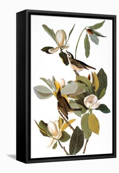 Audubon: Vireo-John James Audubon-Framed Premier Image Canvas