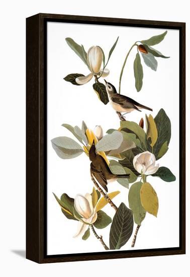 Audubon: Vireo-John James Audubon-Framed Premier Image Canvas