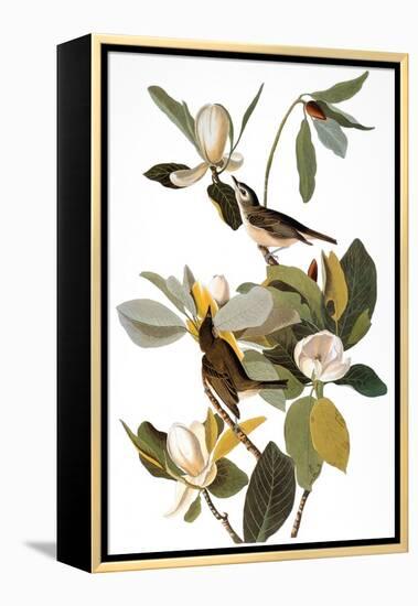 Audubon: Vireo-John James Audubon-Framed Premier Image Canvas