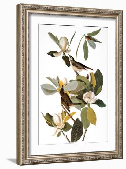 Audubon: Vireo-John James Audubon-Framed Giclee Print