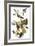 Audubon: Vireo-John James Audubon-Framed Giclee Print