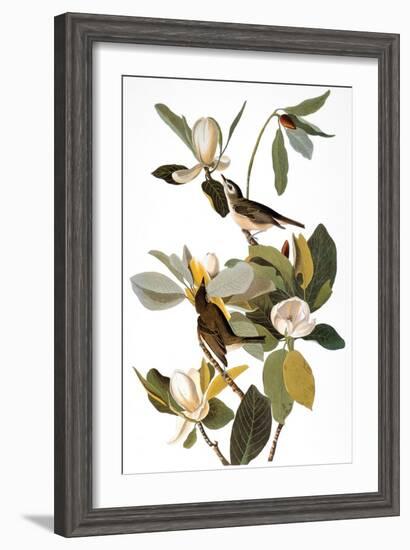 Audubon: Vireo-John James Audubon-Framed Giclee Print