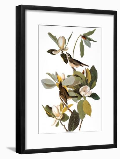 Audubon: Vireo-John James Audubon-Framed Giclee Print