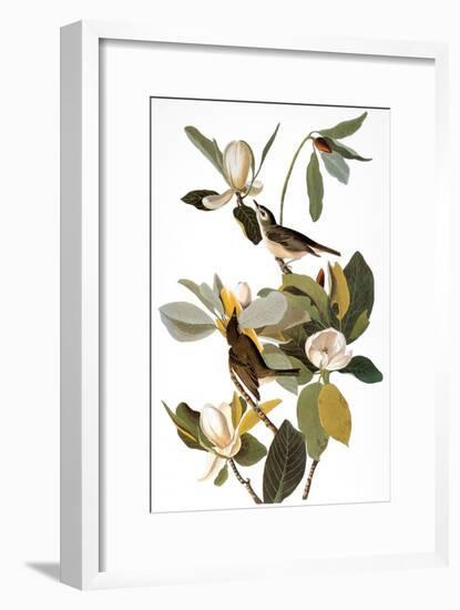 Audubon: Vireo-John James Audubon-Framed Giclee Print