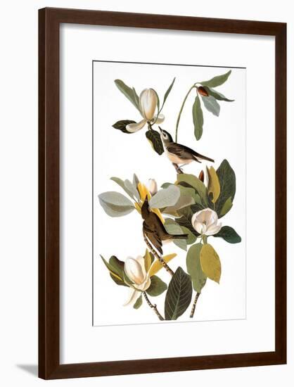 Audubon: Vireo-John James Audubon-Framed Giclee Print